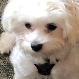 Sandy - Maltese