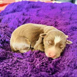 Maple - Red tri-color female Australian Shepherd puppy in Charlotte, North Carolina from Awesome Aussies