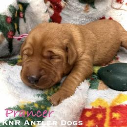 Prancer - Yellow female Labrador Retriever puppy in Grants Pass, Oregon from KnR Antler Dogs