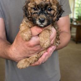 Kingston - Brindle male Poodle puppy in Aurora, Oregon from Divine Poodles