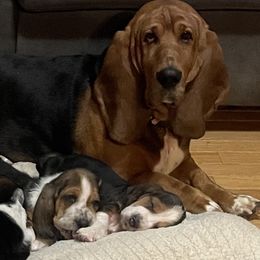 Basset Hounds from Camp Nuckols Basset Hounds