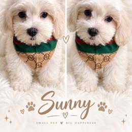 Sunny - White male Maltipoo puppy in Huntington Beach, California from Boujeepups