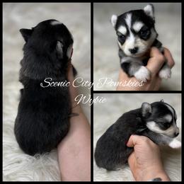 Wybie - Black and white male Pomsky puppy in Rossville, Georgia from Scenic City Pomskies