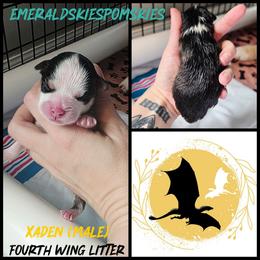 Xaden - Black and white male Pomsky puppy in Sumter, South Carolina from Emerald Skies Pomskies