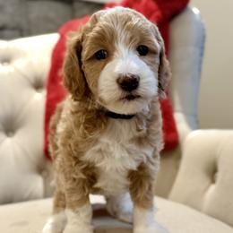 Beau (Blue) - Parti male Goldendoodle puppy in Twin Falls, Idaho from Magic Valley Family Doodles