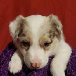 Border Collies from Dog Pond Border Collies