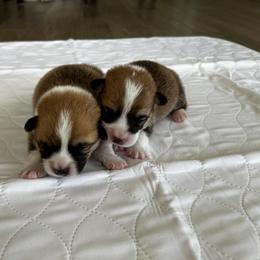 Baby Boy 2 - Red male Pembroke Welsh Corgi puppy in Central Valley, California from Crownwyn Corgis