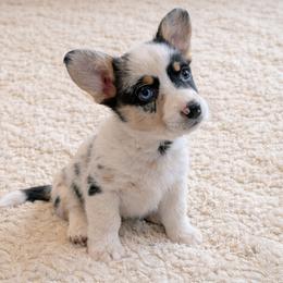 Girl 2 - Blue merle and white female American Corgi puppy in Tombstone, Arizona from WeVolution Off-Grid