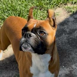 Gracie - Boxer