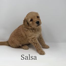 Goldendoodle Puppies from Beloved Texas Doodles