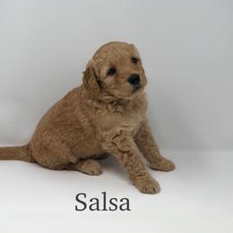 Goldendoodle Puppies from Beloved Texas Doodles