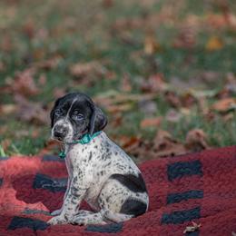 German Shorthaired Pointer and Vizsla Puppies from Nosam Kennels