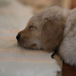Goldendoodle, Golden Retriever, and Sheepadoodle Puppies from Guppy Puppies