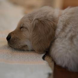 Goldendoodle, Golden Retriever, and Sheepadoodle Puppies from Guppy Puppies