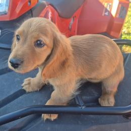 Pending pickup - Red male Dachshund puppy in Madisonville, Tennessee from LaRose Farm & Kennels