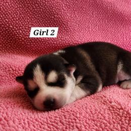 Girl 2 - Black and white female Siberian Husky puppy in Grayson, Kentucky from Kentucky Huskies