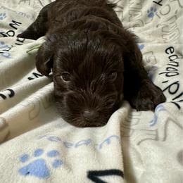 Yogi - Liver male Miniature Schnauzer puppy in Orlando, Florida from Central Florida CKC Miniature Schnauzer Breeders