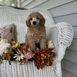 Peanut Butter - Apricot male Poodle puppy in Dayton, Texas from Wolfe Island Poodles