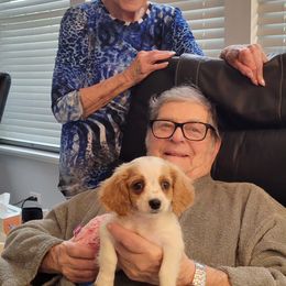 Aussiedoodle, Cavapoo, and Poodle Puppies from B&M Cottonwood Canines