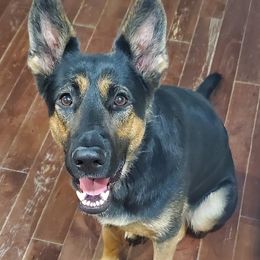 Pemi - German Shepherd