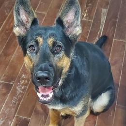 Pemi - German Shepherd