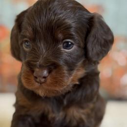 Orion - Chocolate male Cavapoo puppy in Beckley, West Virginia from By Design Doodles