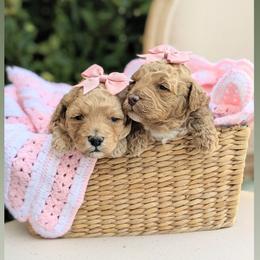 Aussiedoodle and Goldendoodle Puppies from Ever After Doodles Arizona