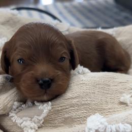 Rex - Red male Cavapoo puppy in El Dorado Springs, Missouri from Cavish's Missouri Cavaliers, Cavapoos, and Miniature Poodles