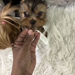 Cyrus - Blue and gold male Yorkshire Terrier puppy in Tempe, Arizona from Kissable baby face yorkies