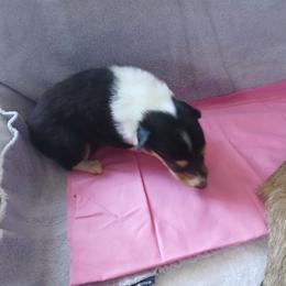 Little Girl - Black white and tan female Collie puppy in St Stephens, Wyoming from Desert Kennels