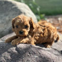 Peach - Red female Cavapoo puppy in Herriman, Utah from Shaggy Mountain Pups LLC