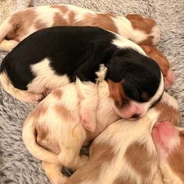 Baby Kevin - Tri-color male Cavalier King Charles Spaniel puppy in North Carolina from Waggin Tails