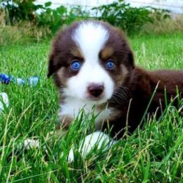 Miniature Australian Shepherd and Toy Australian Shepherd Puppies from Long's lil Aussies