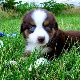 Miniature Australian Shepherd and Toy Australian Shepherd Puppies from Long's lil Aussies