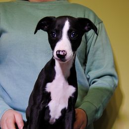 Aela - Black Whippet puppy in Muncie, Indiana from Valenwood Whippets