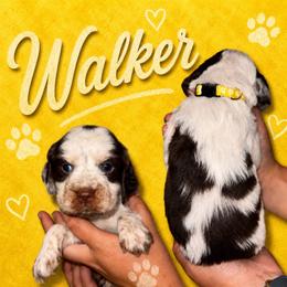 Walker - Liver white and tan male English Springer Spaniel puppy in Williston, Florida from Parks Paradise Springers