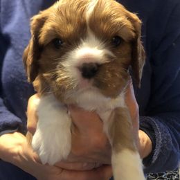 Girl 1 - Blenheim Cavalier King Charles Spaniel puppy in Belding, Michigan from Miller Cavs and Pyrs