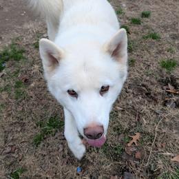 Gabe - Alaskan Malamute