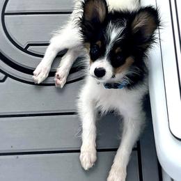 Papillon Puppies from HSF Papillons
