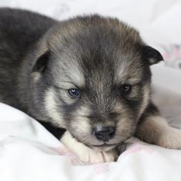 Vitta - blue, white - Agouti and white female Alaskan Malamute puppy in Independence, Virginia from New River Valley Malamutes