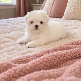 Elena - White female Maltese puppy in Bryn Mawr, Pennsylvania from Main line furry friends