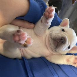 French Bulldogs from Corbin lucero
