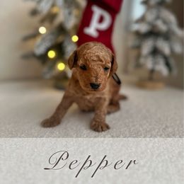 Pepper - Red  male Poodle puppy in Charlotte, North Carolina from Bruno & Co. Puppies