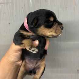 Miniature Schnauzer puppies from New River Miniature Schnauzers and Anatolians