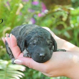 Cairo - Sable female Poodle puppy in Eugene, Oregon from Mount Zion Kennels
