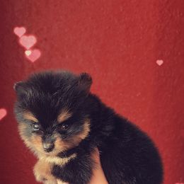 Black and Tan Male 2 - Black and tan male Pomeranian puppy in Albany, Oregon from Purrs N Poms