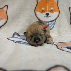 Red Collar - Red sesame male Shikoku puppy in Pennsylvania from Aoiyama Sou Shikoku Kennel