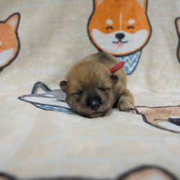 Red Collar - Red sesame male Shikoku puppy in Pennsylvania from Aoiyama Sou Shikoku Kennel