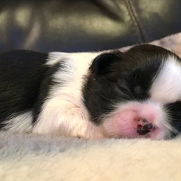Shih Tzu Puppies from Willow Lane Shih Tzus
