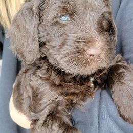 Australian Cobberdog Puppies from Heartland Hills Australian Cobberdogs